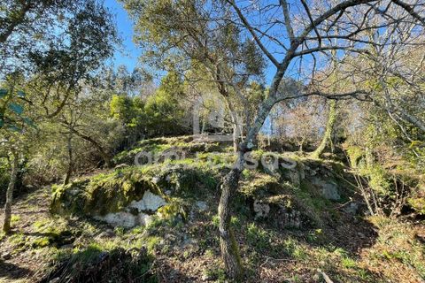 Farm i Sever do Vouga, Aveiro, Sever do Vouga - € 55.000 | Ref: RA20102025 - foto 12