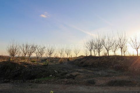 Landejendom i Ourique, Beja, Ourique - € 1.550.000 | Ref: 402250006 - foto 19