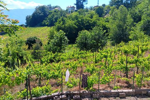 Villa i Tufo, Avellino, Tufo - € 55.000 | Ref: 941 - foto 3