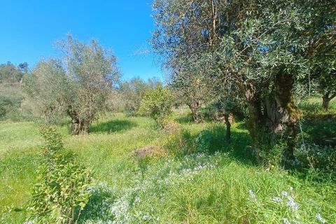Villa i Tomar, Santarem, Tomar - € 230.000 | Ref: TM98158 - foto 11