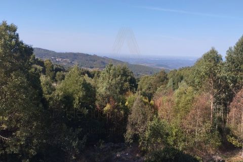 Farm i Talhadas, Aveiro, Talhadas - € 600.000 | Ref: 539 - foto 4