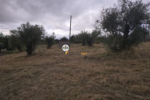 Helårsgrund i Castelo Branco, Castelo Branco, Castelo Branco - € 300.000 | Ref: 2912 - foto 10