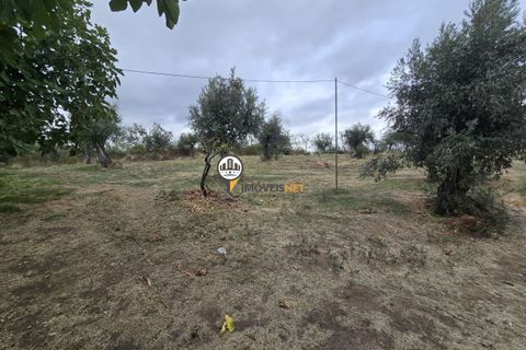 Helårsgrund i Castelo Branco, Castelo Branco, Castelo Branco - € 300.000 | Ref: 2912 - foto 15