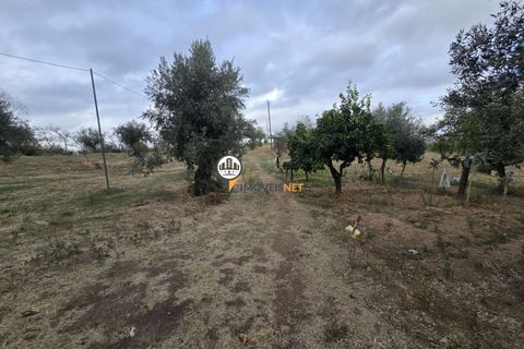Helårsgrund i Castelo Branco, Castelo Branco, Castelo Branco - € 300.000 | Ref: 2912 - foto 16