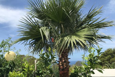 Byhus i Tollerich, Mallorca, Tollerich - € 998.000 | Ref: SH-1698 - foto 25