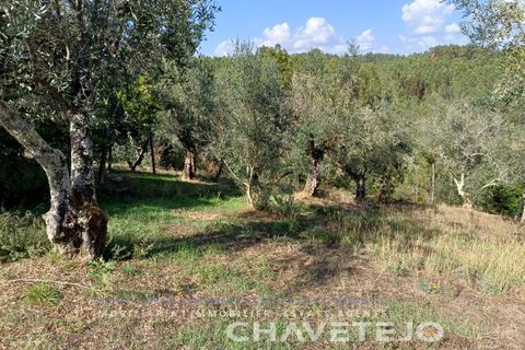 Landejendom i Serta, Castelo Branco, Serta - € 65.000 | Ref: 557/25 - foto 33