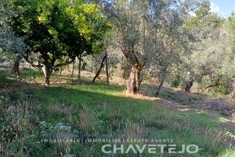 Landejendom i Serta, Castelo Branco, Serta - € 65.000 | Ref: 557/25 - foto 36