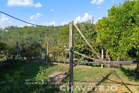 Landejendom i Serta, Castelo Branco, Serta - € 65.000 | Ref: 557/25 - foto 42