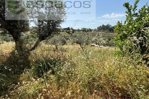 Villa a Castelo Branco, Castelo Branco, Castelo Branco - € 36.000 | Ref: 5673/AC-FA - foto 26