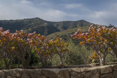 Villa i Sayalonga, Malaga, Sayalonga - € 690.000 | Ref: PANR-15953 - foto 34