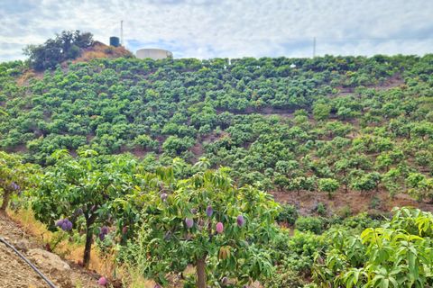 Farm hus i Trapiche, Malaga, Trapiche - € 590.000 | Ref: AX1404 - foto 42