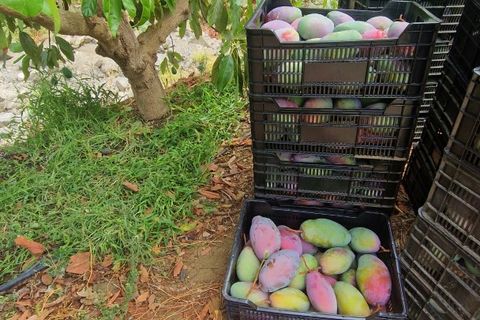 Farm hus i Trapiche, Malaga, Trapiche - € 590.000 | Ref: AX1404 - foto 35