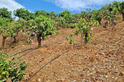 Farm hus i Trapiche, Malaga, Trapiche - € 590.000 | Ref: AX1404 - foto 39