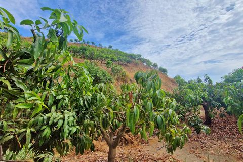 Farm hus i Trapiche, Malaga, Trapiche - € 590.000 | Ref: AX1404 - foto 43