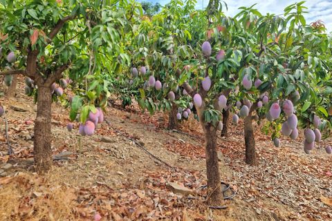 Farm hus i Trapiche, Malaga, Trapiche - € 590.000 | Ref: AX1404 - foto 40