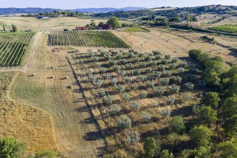 Villa i Scansano, Grosseto, Scansano - € 820.000 | Ref: D68-699799 - foto 5