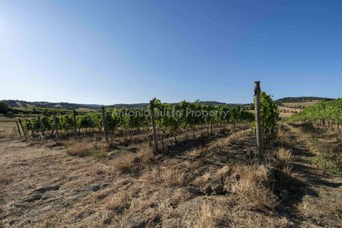 Villa i Scansano, Grosseto, Scansano - € 820.000 | Ref: D68-699799 - foto 33