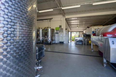 Villa i Scansano, Grosseto, Scansano - € 820.000 | Ref: D68-699799 - foto 36