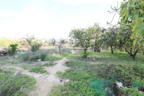 Landejendom i Elche, Alicante, Elche - € 275.000 | Ref: 5336 - foto 8