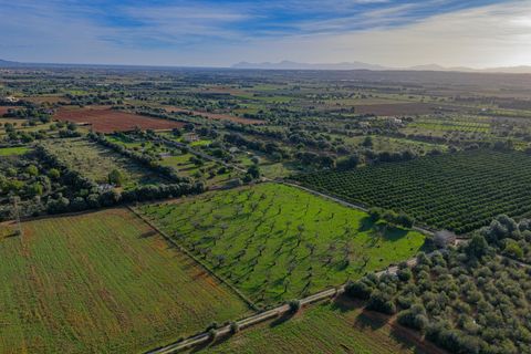 Terra a Buger, Mallorca, Buger - € 199.900 | Ref: 08MRAC004/10961 - foto 9