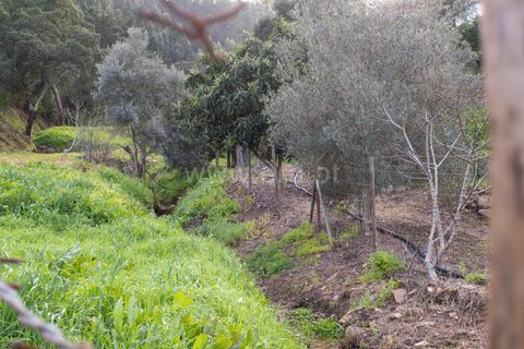 Villa i Monchique, Faro, Monchique - € 129.000 | Ref: 402250071 - foto 14