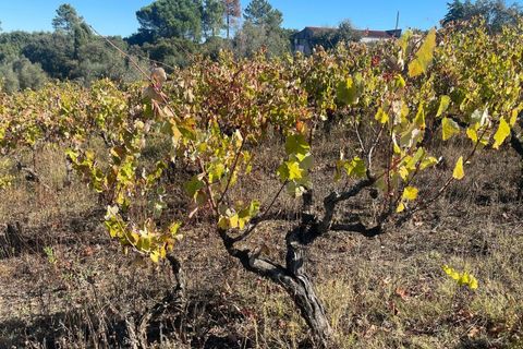 Helårsgrund i Tomar, Santarem, Tomar - € 35.000 | Ref: SF-SAFTI:007358 - foto 19
