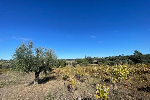 Helårsgrund i Tomar, Santarem, Tomar - € 35.000 | Ref: SF-SAFTI:007358 - foto 22