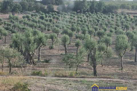 Helårsgrund i Noto, Siracusa, Noto - € 280.000 | Ref: AGLIASTRO 1 - foto 3