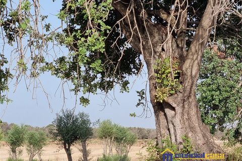 Helårsgrund i Noto, Siracusa, Noto - € 280.000 | Ref: AGLIASTRO 1 - foto 4