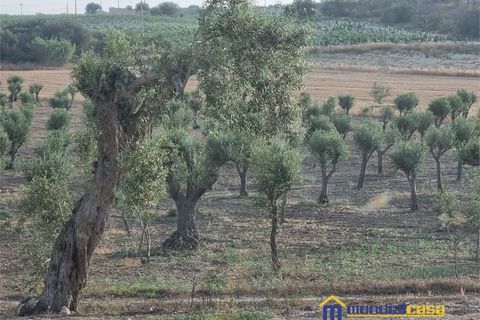 Helårsgrund i Noto, Siracusa, Noto - € 280.000 | Ref: AGLIASTRO 1 - foto 6
