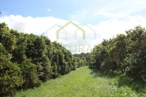Farm i Faro, Faro, Faro - € 2.500.000 | Ref: TER_2248A_VEND - foto 2