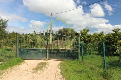 Farm i Faro, Faro, Faro - € 2.500.000 | Ref: TER_2248A_VEND - foto 8