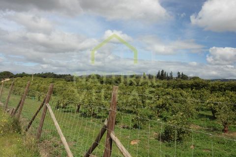Farm i Faro, Faro, Faro - € 2.500.000 | Ref: TER_2248A_VEND - foto 9