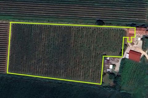 Terra a Cinto Euganeo, Padua, Cinto Euganeo - € 105.000 | Ref: TER 286 - foto 2