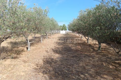 Helårsgrund i Castelo Branco, Castelo Branco, Castelo Branco - € 20.000 | Ref: 102250209 - foto 1