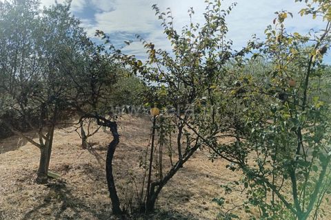 Helårsgrund i Castelo Branco, Castelo Branco, Castelo Branco - € 20.000 | Ref: 102250209 - foto 4