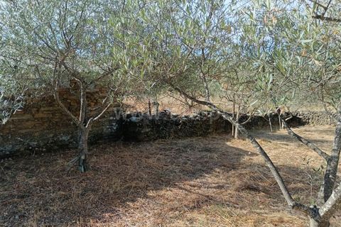 Helårsgrund i Castelo Branco, Castelo Branco, Castelo Branco - € 20.000 | Ref: 102250209 - foto 7