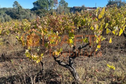 Helårsgrund i Tomar, Santarem, Tomar - € 35.000 | Ref: SAFTI:007358 - foto 19