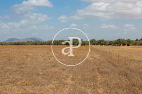 Terra a Campos, Mallorca, Campos - € 725.000 | Ref: VPM2208037 - foto 10