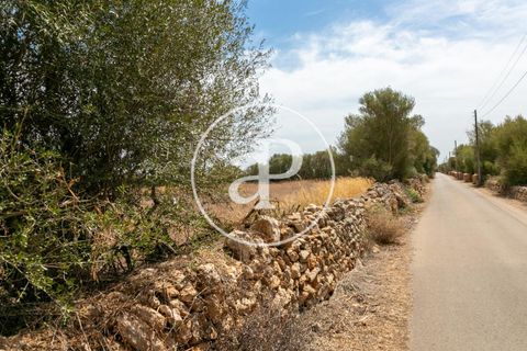Terra a Campos, Mallorca, Campos - € 725.000 | Ref: VPM2208037 - foto 22