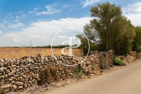 Terra a Campos, Mallorca, Campos - € 725.000 | Ref: VPM2208037 - foto 29