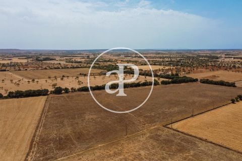 Terra a Campos, Mallorca, Campos - € 725.000 | Ref: VPM2208037 - foto 33