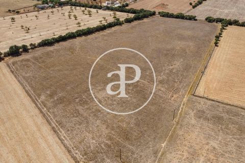 Terra a Campos, Mallorca, Campos - € 725.000 | Ref: VPM2208037 - foto 42