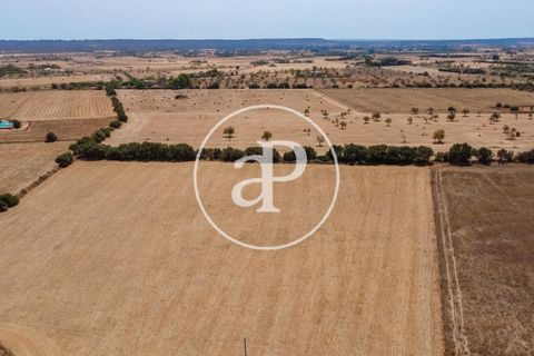 Terra a Campos, Mallorca, Campos - € 725.000 | Ref: VPM2208037 - foto 45