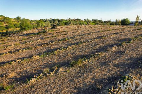 Helårsgrund i Faro, Faro, Faro - € 2.200.000 | Ref: 100619 - foto 15