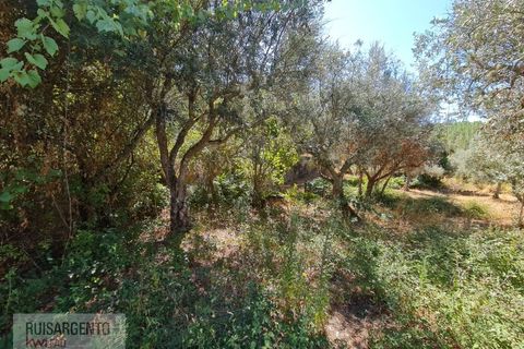 Villa i Castelo Branco, Castelo Branco, Castelo Branco - € 110.000 | Ref: CAS_217RS281025 - foto 10
