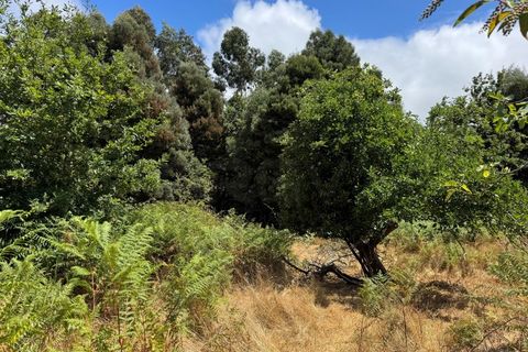 Farm i Caminha, Viana do Castelo, Caminha - € 470.000 | Ref: A782025 - foto 17