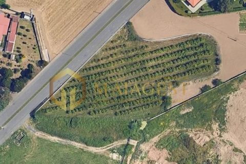 Helårsgrund i Maia, Porto, Maia - € 2.000.000 | Ref: mai_P251001 - foto 1