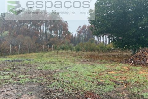 Erhvervsejendom i Paul, Castelo Branco, Paul - € 36.000 | Ref: 5895/CP - foto 4