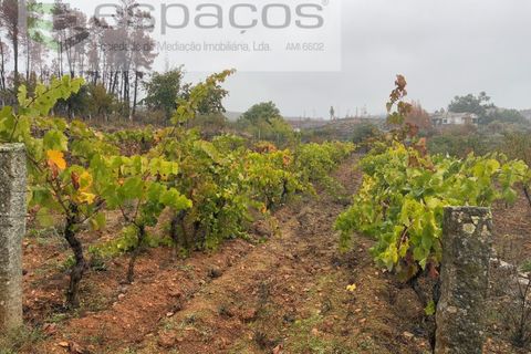 Erhvervsejendom i Paul, Castelo Branco, Paul - € 36.000 | Ref: 5895/CP - foto 14